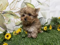 Graham , a male Yorkshire Terrier for sale in Brighton, MO – 6 of 9