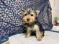Levi neutered , a male Yorkshire Terrier for sale in Brighton, MO – 10 of 10