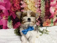Carter , a male Yorkshire Terrier for sale in Brighton, MO – 9 of 10