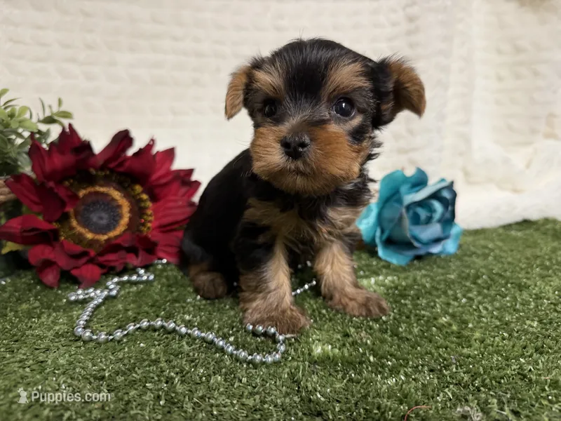 Linus – Yorkshire Terrier puppy for sale in Brighton, MO