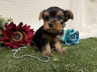 Linus, a female Yorkshire Terrier for sale in Brighton, MO – 1 of 6