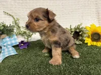 Roman, a male Yorkshire Terrier for sale in Brighton, MO – 10 of 10