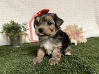 Rain, a male Yorkshire Terrier for sale in Brighton, MO – 2 of 10