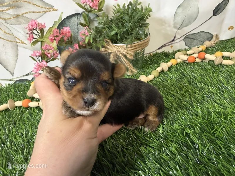Nadia – Yorkshire Terrier puppy for sale in Brighton, MO