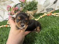 Nadia, a female Yorkshire Terrier for sale in Brighton, MO – 1 of 7