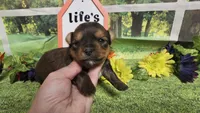 Sadie, a female Yorkshire Terrier for sale in Brighton, MO – 2 of 8