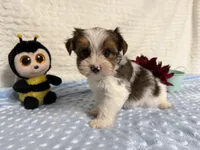 Sylvester , a male Yorkshire Terrier for sale in Brighton, MO – 5 of 9