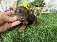 Simone, a female Yorkshire Terrier for sale in Brighton, MO – 2 of 7