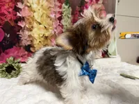 Carter , a male Yorkshire Terrier for sale in Brighton, MO – 7 of 10
