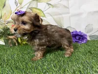 Ruby, a male Yorkshire Terrier for sale in Brighton, MO – 6 of 9