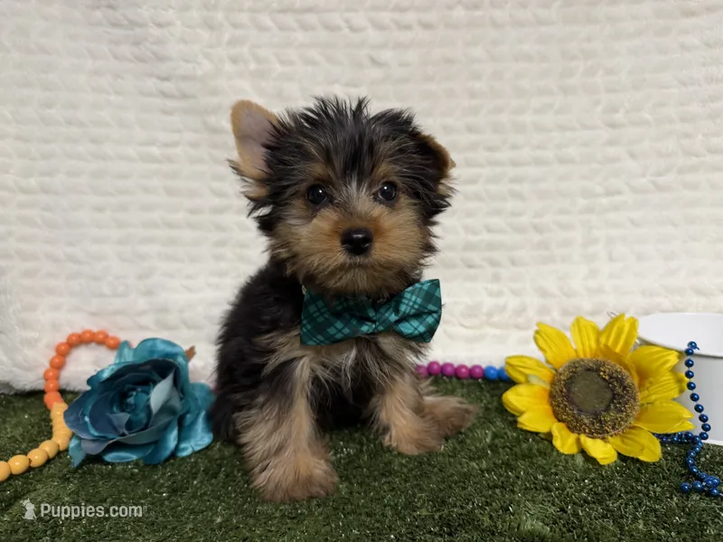 Beans – Yorkshire Terrier puppy for sale in Brighton, MO