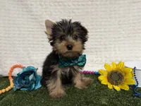 Beans, a male Yorkshire Terrier for sale in Brighton, MO – 1 of 6