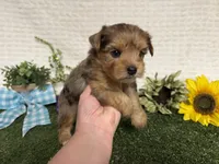 Roman, a male Yorkshire Terrier for sale in Brighton, MO – 8 of 10
