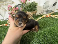 Nadia, a female Yorkshire Terrier for sale in Brighton, MO – 3 of 7