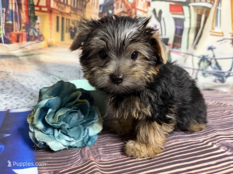 Cody – Yorkshire Terrier puppy for sale in Brighton, MO