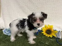 Banjo, a male Yorkshire Terrier for sale in Brighton, MO – 6 of 7