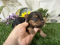 Simone, a female Yorkshire Terrier for sale in Brighton, MO – 3 of 7