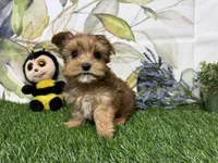 Reed, a male Yorkshire Terrier for sale in Brighton, MO – 7 of 7