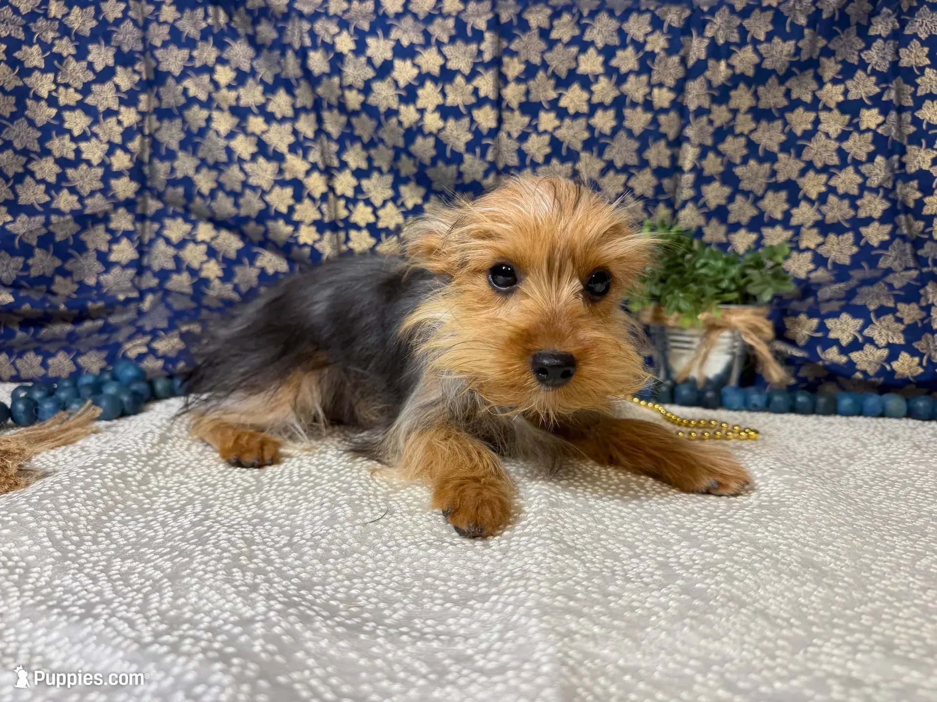 Baxter neutered , a male Yorkshire Terrier for sale in Brighton, MO – 7 of 7