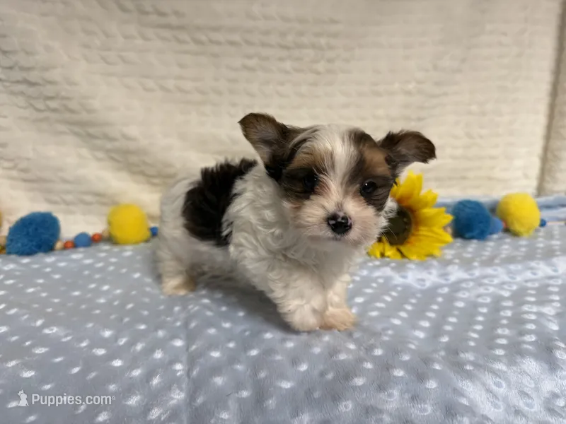 Sylvester  – Yorkshire Terrier puppy for sale in Brighton, MO