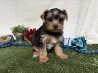 Biscuit, a male Yorkshire Terrier for sale in Brighton, MO – 2 of 7