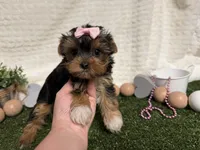 Bella, a female Yorkshire Terrier for sale in Brighton, MO – 6 of 8