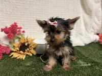 Sammy, a male Yorkshire Terrier for sale in Brighton, MO – 8 of 10