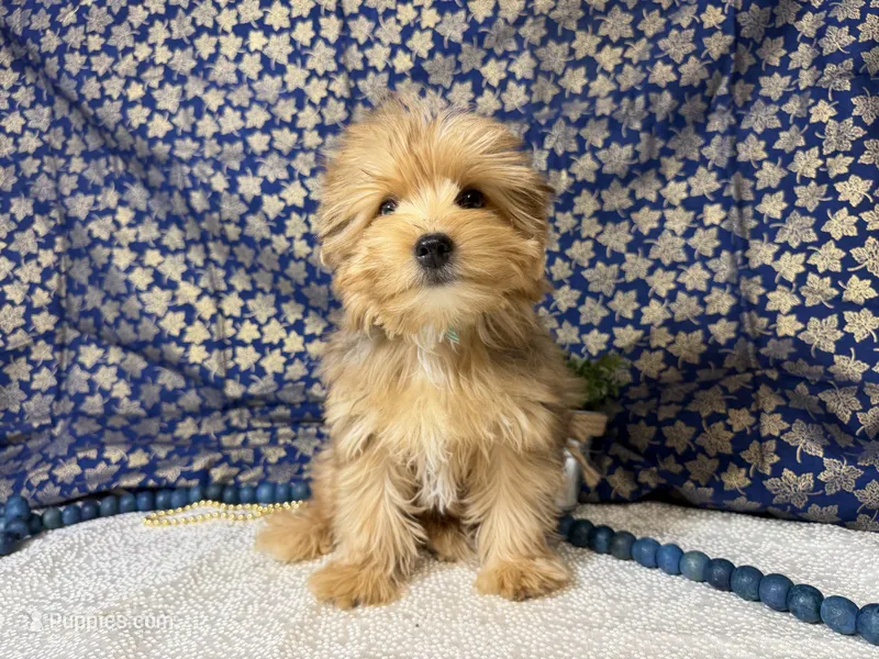 Roman NEUTERED  – Yorkshire Terrier puppy for sale in Brighton, MO
