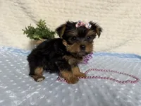 Clara, a female Yorkshire Terrier for sale in Brighton, MO – 4 of 9