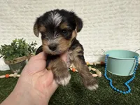 Holland, a female Yorkshire Terrier for sale in Brighton, MO – 8 of 10