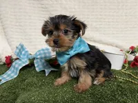 Baloo, a male Yorkshire Terrier for sale in Brighton, MO – 2 of 7