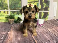 Honey, a female Yorkshire Terrier for sale in Brighton, MO – 4 of 7