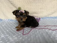 Clara, a female Yorkshire Terrier for sale in Brighton, MO – 7 of 9