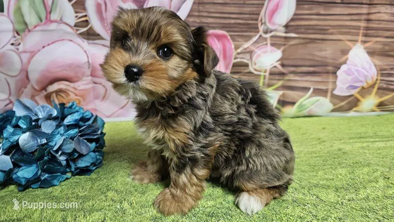 Romeo – Yorkshire Terrier puppy for sale in Brighton, MO