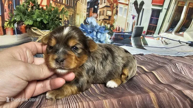 Romeo, a male Yorkshire Terrier for sale in Brighton, MO – Photo 1 of 2