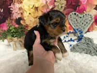 Brent, a male Yorkshire Terrier for sale in Brighton, MO – 4 of 9