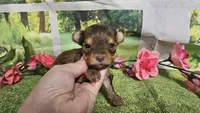 Hailey , a female Yorkshire Terrier for sale in Brighton, MO – 1 of 8