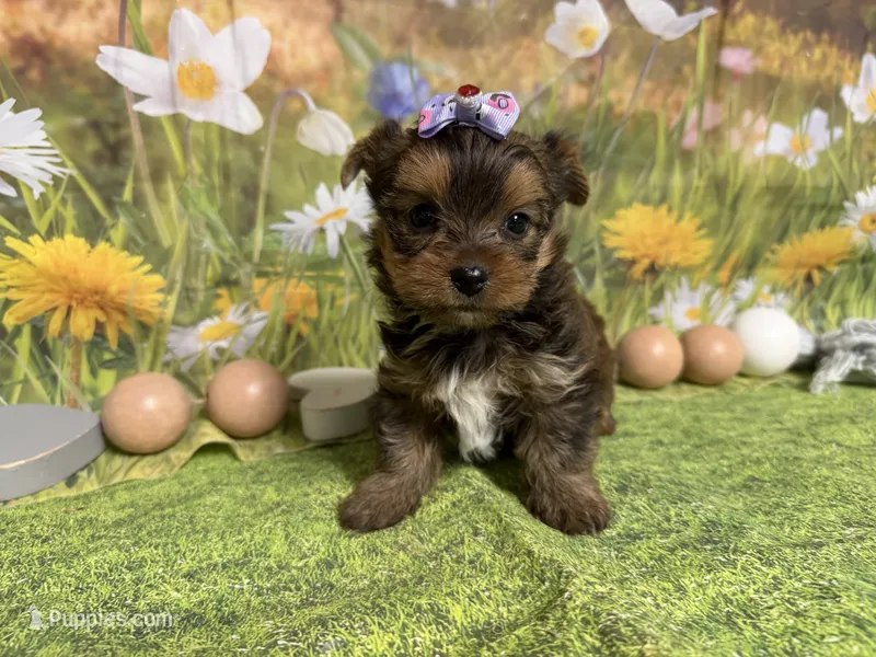 Sadie – Yorkshire Terrier puppy for sale in Brighton, MO