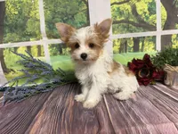 Brock NEUTERED , a male Yorkshire Terrier for sale in Brighton, MO – 4 of 6