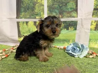 Dean, a male Yorkshire Terrier for sale in Brighton, MO – 5 of 6