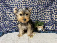 Levi neutered , a male Yorkshire Terrier for sale in Brighton, MO – 9 of 10