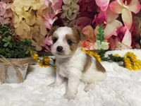 Baxter , a male Yorkshire Terrier for sale in Brighton, MO – 2 of 8