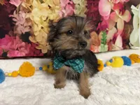Cody, a male Yorkshire Terrier for sale in Brighton, MO – 4 of 9