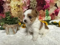 Baxter , a male Yorkshire Terrier for sale in Brighton, MO – 5 of 8