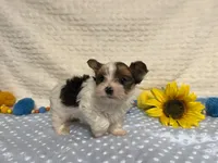 Carter , a male Yorkshire Terrier for sale in Brighton, MO – 3 of 10