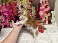 Goldie, a female Yorkshire Terrier for sale in Brighton, MO – 3 of 7
