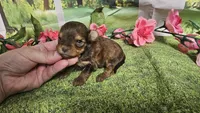 Hailey , a female Yorkshire Terrier for sale in Brighton, MO – 2 of 8