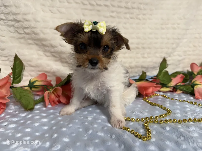 Hazel  – Yorkshire Terrier puppy for sale in Brighton, MO