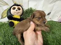 Spencer , a male Yorkshire Terrier for sale in Brighton, MO – 2 of 5