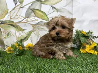 Graham , a male Yorkshire Terrier for sale in Brighton, MO – 9 of 9